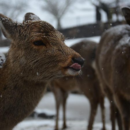 The Deer Park Inn Nara Bagian luar foto