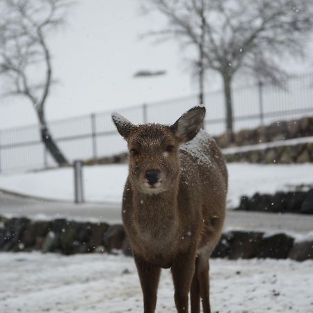 The Deer Park Inn Nara Bagian luar foto