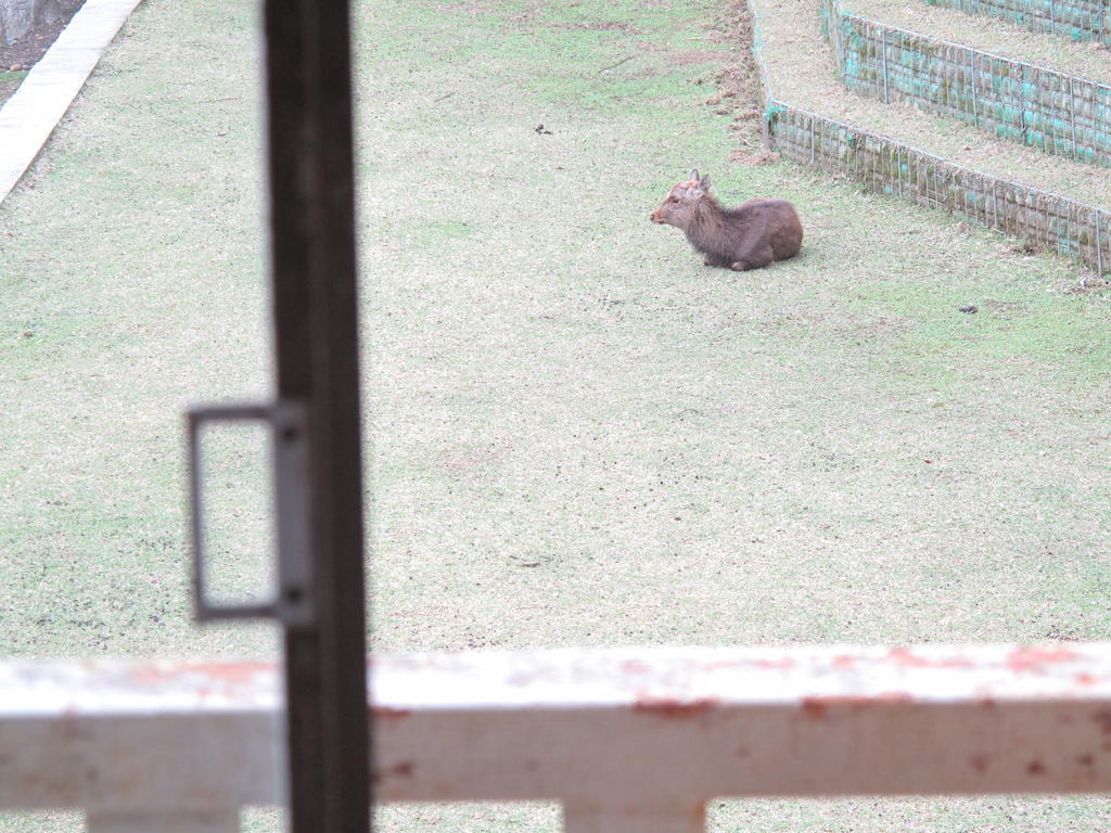 The Deer Park Inn Nara Ruang foto