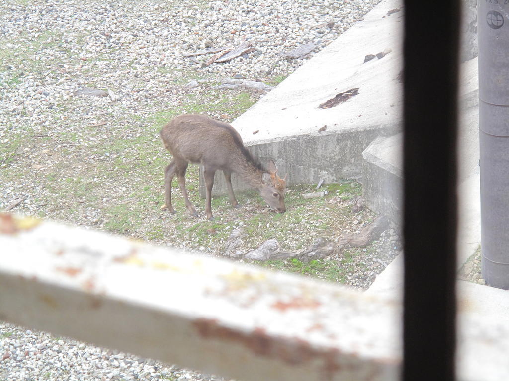 The Deer Park Inn Nara Ruang foto