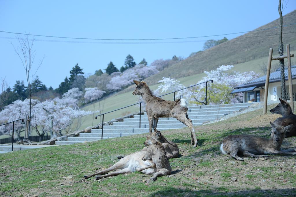 The Deer Park Inn Nara Bagian luar foto