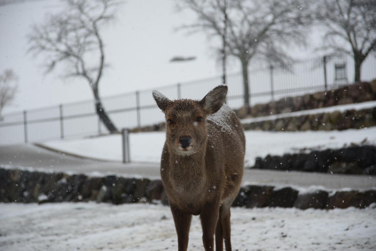 The Deer Park Inn Nara Bagian luar foto