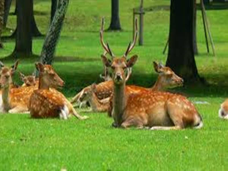 The Deer Park Inn Nara Bagian luar foto